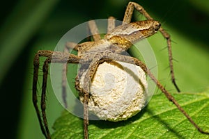 Macro of the Caucasian spider family Lycosidae with a cocoon photo