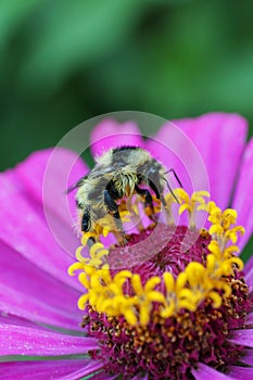 Macro of Caucasian striped bumblebee Bombus serrisquama with ant