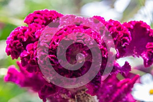 Macro of celosia argentea var. cristata, cockscomb