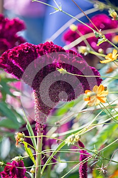 Macro of celosia argentea var. cristata, cockscomb