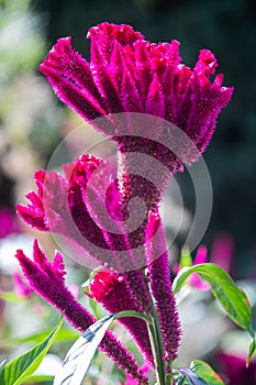 Macro of celosia argentea var. cristata, cockscomb