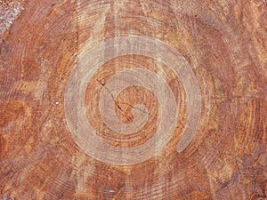 Secular pine trunk