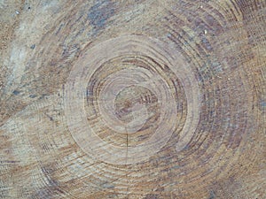 Secular pine trunk