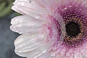 Macro of the center of a blooming soft pink Gerbera flower covered in water drops from morning dew. Blurry background.