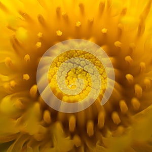 Macro of the center of a dandelion head not fully opened. spiralling display of petals