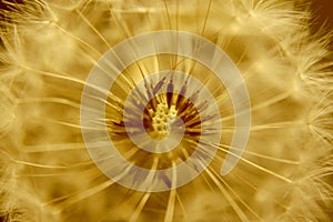 The macro center or nucleus of a dandelion that looks alien and ready to blow seeds into the wind.