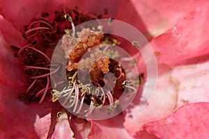 Macro center parts of rose showing pistil stamen stigma filaments photo