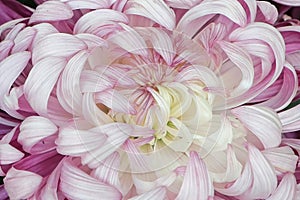 Macro of the center of a pink and white spider mum