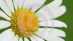 Macro chamomile flower close up.