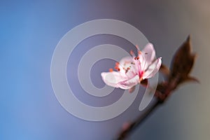 Macro cherry blossom flower background