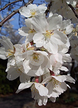 Macro Cherry Blossoms