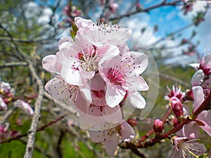 Macro cherry blossoms from the Carpathian Mountains photo