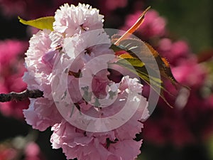 Macro View of Cherry Blossoms