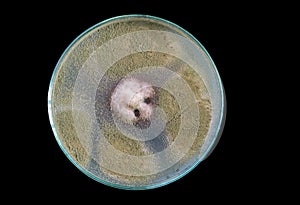 Macro of Chlorophytes on petri dish isolated on black