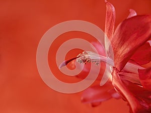 Macro of A Christmas Cactus Blossom