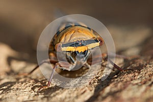Macro of Cicada