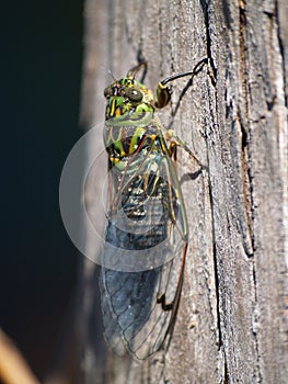 Macro of cicada insect