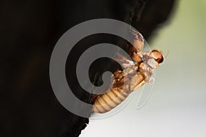 Macro of cicada slough on the tree