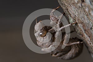 Macro Cicada stains on trees in the forest
