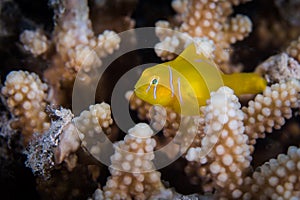 Macro of a Citron coral goby Gobiodon citrinus in a hard coral.