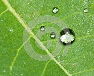 Macro of clear water drops on a green leaf