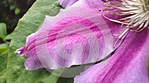 Macro clematis flower. Closeup violet blooming clematis flower