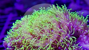 Macro clip of bright green soft coral star polyps moving nicely in current
