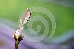 Macro close flower