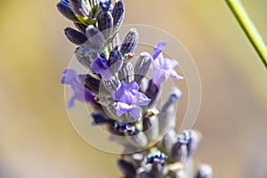 Macro close lavender flower