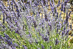 Macro close lavender flower