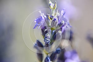 Macro close lavender flower