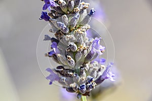 Macro close lavender flower