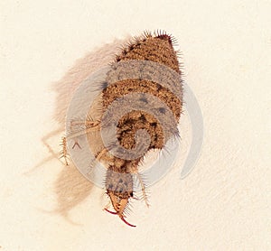 Macro close up ant lion larva Glenurus gratus in central Florida