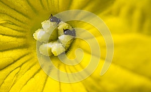 Macro close up of ants eating in cucumber pistil yellow flower