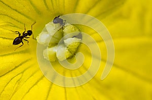 Macro close up of ants eating in cucumber pistil yellow flower
