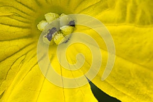 Macro close up of ants eating in cucumber pistil yellow flower