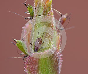 Macro close up of aphid / nymphs photo taken in the United Kingdom