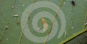 Macro close up of aphid / nymphs photo taken in the United Kingdom