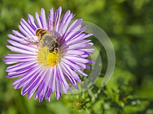 Macro close up Apis cerana Fabricius bee on beautiful pink daisy