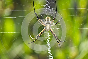 Macro close up of an argiope Spider