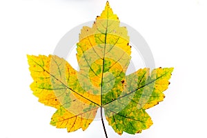 Macro close up of autumn leaves. Red yellow and green leaf as an autumn symbol isolated white background.  Leave texture. Structur