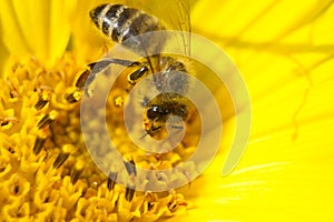 Macro Close Up Bee collecting Nektar in bright yellow Sunflower