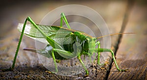 Macro close up big green locust grasshopper on wooden table
