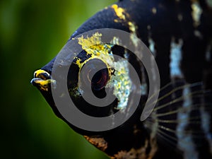 Macro close up of a black and white angel fish in a fish tank with blurred background Pterophyllum scalare