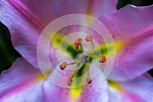 Macro close up of blossoming Pink Lilly (Lilium Martagon).