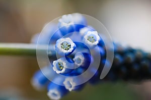 Macro close up of blue isolated flower head blurred background selective focus - grape hyacinth muscari neglectum