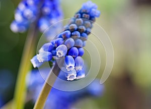 Macro close up of blue isolated flower head blurred background selective focus - grape hyacinth muscari neglectum