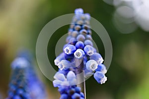 Macro close up of blue isolated flower head blurred background selective focus - grape hyacinth muscari neglectum