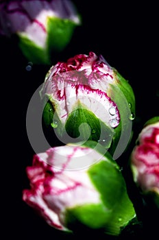 Macro close-up of the bud of Dianthus caryophyllus, also known as carnation or clove pink with dew drops