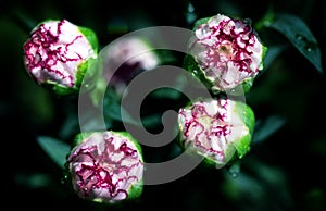 Macro close-up of the bud of Dianthus caryophyllus, also known as carnation or clove pink with dew drops